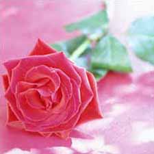 Fotografia di una rosa un regalo per il 14 Febbraio